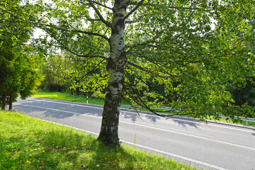 Large bushy birch tree by the road, High Tatras.