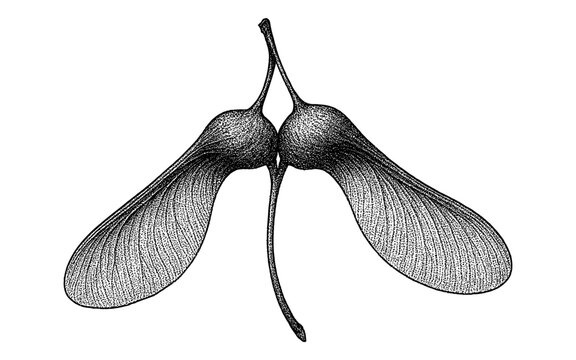 Detailed black and white drawing of maple seed pods with intricate line texture