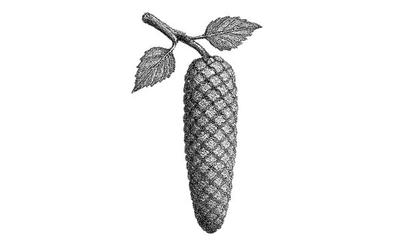 Vintage engraving of black pepper long piper plant with detailed texture