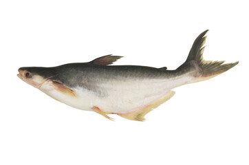 Pangasius fish isolated on white background	