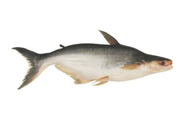 Fresh pangasius fish isolated on white background	