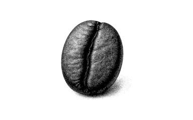 Fototapeta premium Detailed engraving of a coffee bean on white background