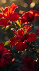 ดอกชบาสีแดง