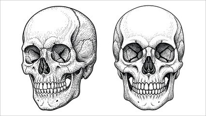 Detailed Human Cranium and Facial Bones Illustration