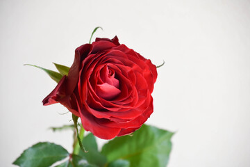 赤い薔薇