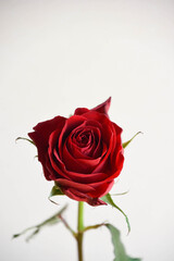 赤い薔薇