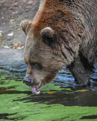 Large brown bear licking water from the pond