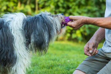 spielender polnischer, Niederungsh&uuml;tehund Pon 