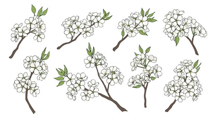 White cherry blossom branches with transparent background