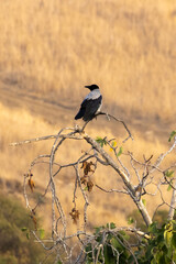 Hooded Crow (Corvus cornix) Perched atop Fig Tree