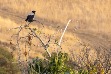Hooded Crow (Corvus cornix) Perched atop Fig Tree