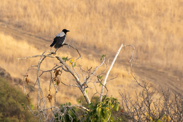 Hooded Crow (Corvus cornix) Perched atop Fig Tree