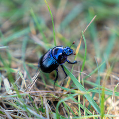Black dung beetle crawling on soil, surrounded by grass and leaves