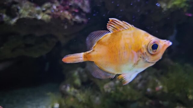 Close up of a boar fish swimming around a coral reef underwater.