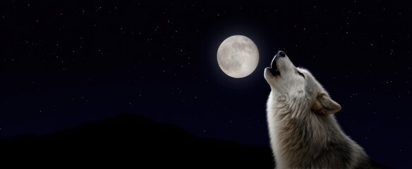 Wolf howling beneath the full moon stirs wild loneliness in the dark night sky