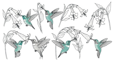 Hummingbirds feeding on flowers with transparent background