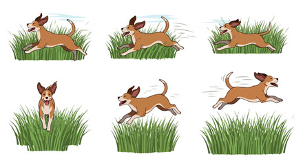 Dog running in grass sequence