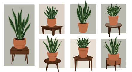 Sansevieria plants in pots on wooden furniture