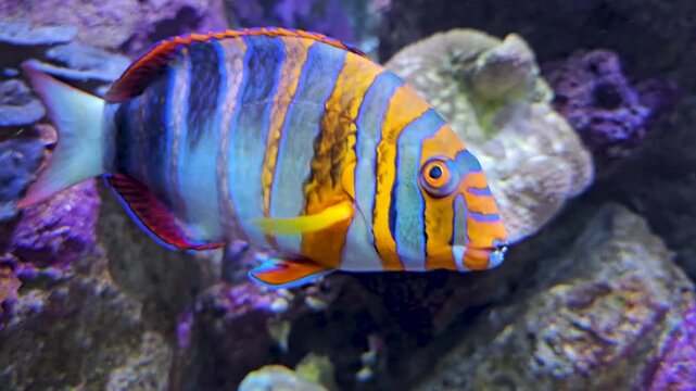 Close up of a Harlekin Tuskfish, Choerodon Fasciatus swimming around a coral reef underwater