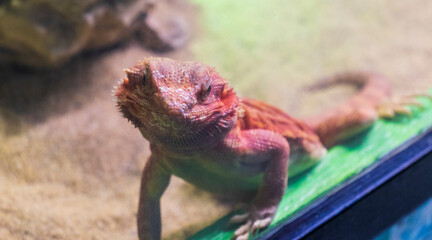 The photograph shows a bearded dragon. Animals
