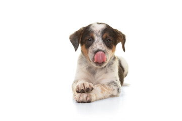 Cute stray dog puppy with its tongue licking its mouth laying down isolated  on a white background