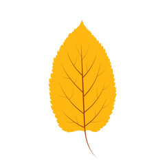Hand drawn orange autumn leaf isolated on white background. Vector illustration. Colorful fall foliage. Elm or ash leaf