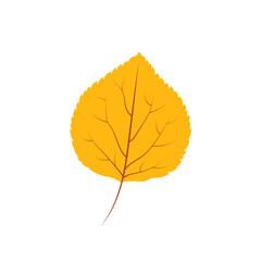 Poplar tree leaf vector illustration isolated on white background. Orange autumn leaf. Fall forest foliage. Aspen leaf