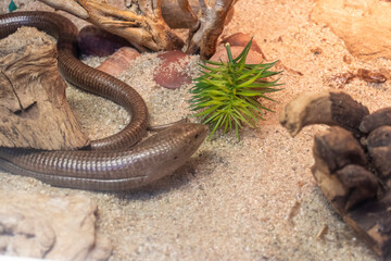 The animal in the photograph is a Sheltopusik. reptiles