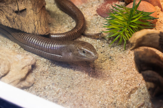 The animal in the photograph is a Sheltopusik. reptiles