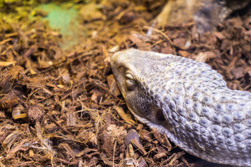 The photograph shows a monitor lizard, likely a Savannah Monitor. reptiles