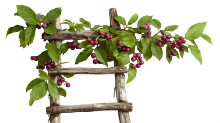 A small, rustic wooden ladder leaning against a berry bush, suggesting recent fruit picking, isolated on a Transparent background