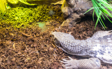 The photograph shows a monitor lizard, likely a Savannah Monitor. reptiles