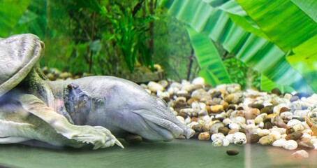 The photograph shows a giant softshell turtle. Reptiles