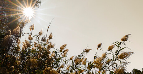 Bright Sunburst Shining Through Tall Reeds with Copy Space