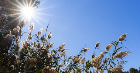 Bright Sunburst Shining Through Tall Reeds with Copy Space