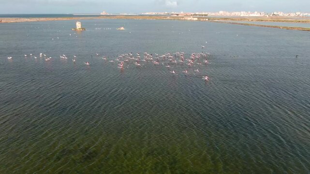 Flamingi w locie Salina Paceco Trapani Sycylia solanka