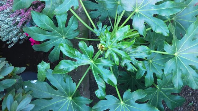 Close up view of a leave plant on a sunny day in spring turning around like an inception mode