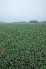 morning mist over the field