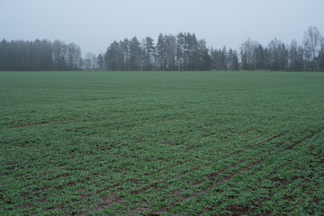 plowed field in the morning