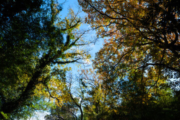 散歩の途中で見つけた深まる秋の風景