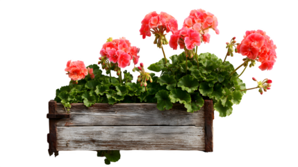 A small, vibrant flower box overflowing with geraniums, hanging from a rustic wooden window sill, isolated on a Transparent background