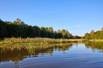 Serene Riverbank Scene with Lush Greenery