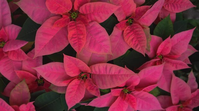 Close up view of a Poinsettia christmas flower blooming on a sunny day in spring turning around like an inception mode