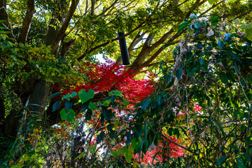 散歩の途中で見つけた深まる秋の風景