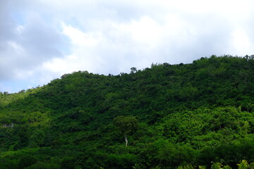 Green Mountain Landscape with Lush Forest