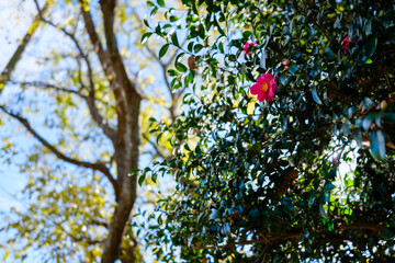 散歩の途中で見つけた深まる秋の風景