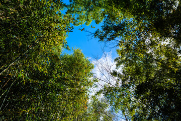 散歩の途中で見つけた深まる秋の風景