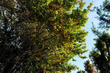 散歩の途中で見つけた深まる秋の風景