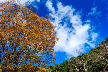 散歩の途中で見つけた深まる秋の風景