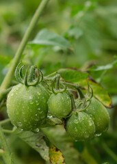 A healthy cluster of small unripe green tomatoes glistening with water droplets, viewed from above in an organic farm.